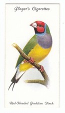 RED HEADED GOULDIAN FINCH Vintage 1933 Bird Painting Card