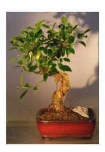 Ficus Retusa Bonsai Tree 13"H Indoor Evergreen Ficus Plant Complete Starter Kit - Picture 1 of 1