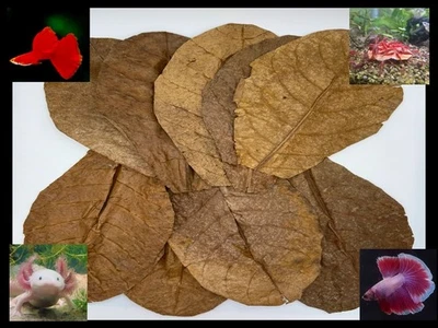 Hojas de almendra india (grandes); para betta, peces, camarones, ajolotles y vivarium Foto 1 de 4