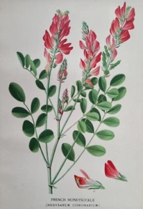 1897 Druck Französisches Geißblatt (Hedysarum Coronarium). Edward Step. 128 Jahre alt. - Bild 1 von 4