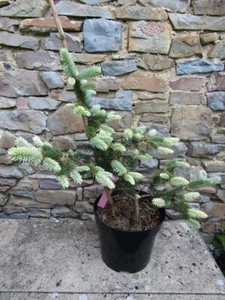 Picea pungens bialobok 7.5L 60-65x60cm EXACT ITEM PHOTOS - Picture 1 of 4