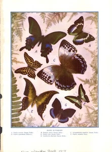 Illustrazione farfalle esotiche 1914 - Foto 1 di 1