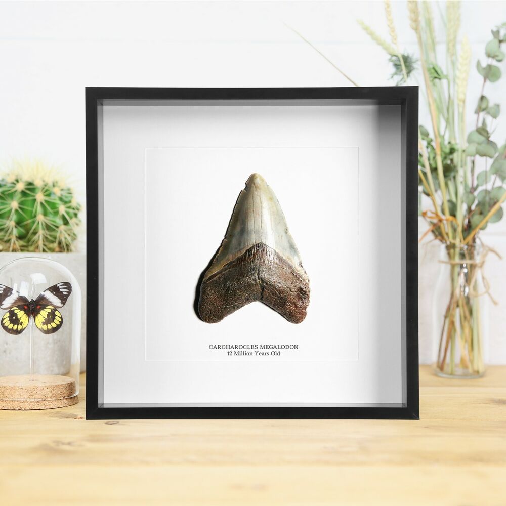 Real Large Carcharocles Megalodon Tooth - Fossil / Dinosaur / Jurassic