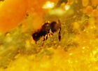 Good Polished Piece Of Fossil Copal Amber 2 Insects - Small Wasps - 2Myo