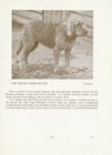  OTTERHOUND OLD VINTAGE 1934 NAMED DOG PRINT PAGE 