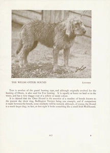 OTTERHOUND ALTE VINTAGE 1934 BENANNTE HUND DRUCKSEITE - Bild 1 von 1