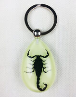 Real INSECT Black SCORPION KEYRING Teardrop Clear GOTHIC Jewelry PENDANT New