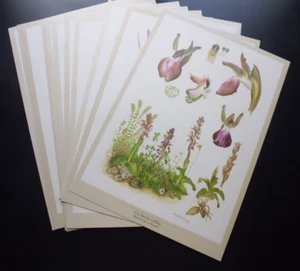 lot de 12 gravures sur les orchidées  N° 2 West European by Elisa Klopfenstein - Picture 1 of 18