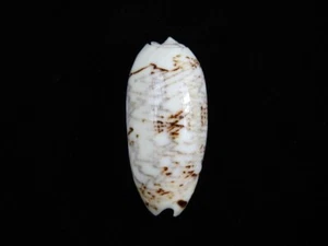 Sea Shell Oliva sericea 56,7 mm ID#8455 - Imagen 1 de 2