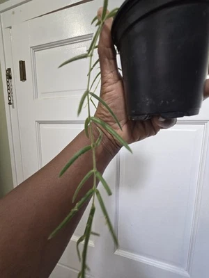 Hoya Linearis Live Rooted Plant  - Image 1 of 4