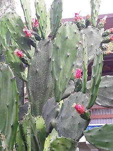  Spineless Thornless Edible Nopales Prickly Pear Cactus Pads, Opuntia Ellisia  - Picture 1 of 5