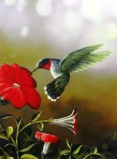 Ruby Throated Hummingbird  By Jim Hansel Hummingbird Print Image Size 12" x 16"