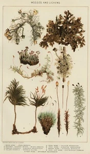 MOSS & LICHEN 1902 Authentic (Dated) Botanical True Stone Chromolithograph  - Bild 1 von 1
