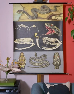 VINTAGE | SCHULWANDKARTE RINGELNATTER NATRIX WANDBILD JUNG KOCH | SCHOOL CHART - Bild 1 von 4