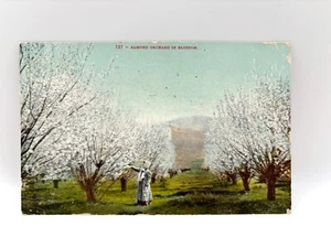Almond Orchard in Blossom, 727, Postcard, French Script Message - Picture 1 of 2