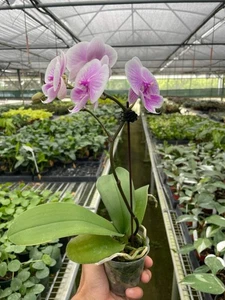 Orchid 'Light Pink Phalaenopsis' - Picture 1 of 2