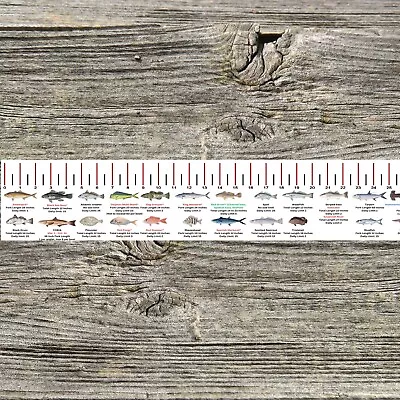 GEORGIA SALTWATER FISH IDENTIFICATION AND REGULATIONS 50 INCH RULER DECALS - Image 1 of 4