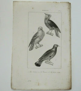 Pigeon Nonain, Pigeon Ramier, Pigeon Grosse Gorge Gravure Originale circa 1800 - Picture 1 of 2