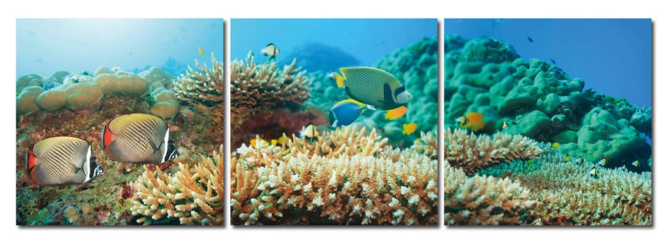 Bild 3er Set Unterwasserwelt Meer Korallen Fische Fotodruck MDF-Platten Wandbild - Bild 1 von 4