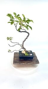 Neon Yellow Tabebuia bonsai tree, Blooming Collection From Samurai-gardens