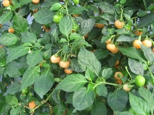 30 VERY HOT Pepper Nipple Seeds + Growing Guide - Picture 1 of 1