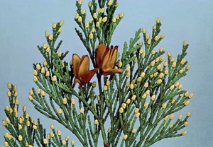 10 California Incense Cedar Tree Seeds - Picture 1 of 1