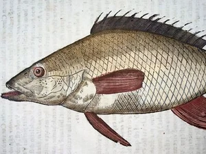 1638 Phylis Salviani, Forkbeard fish, Aldrovandi, large folio woodcut leaf - Picture 1 of 4