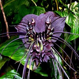 Black Bat Orchid Flower Seeds (Tacca chantrieri) RARE Tropical Garden Houseplant