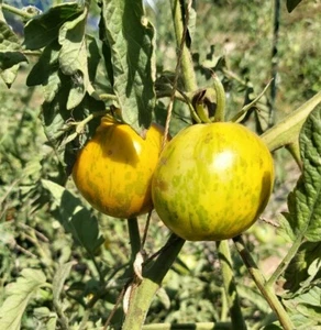 ☺30 graines de tomates green zebra - Bild 1 von 3