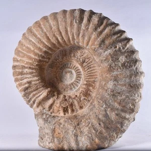 Große AMMONIT fossile Akanthoceras natürliche freistehende Schnittbasis Kreide - Bild 1 von 5