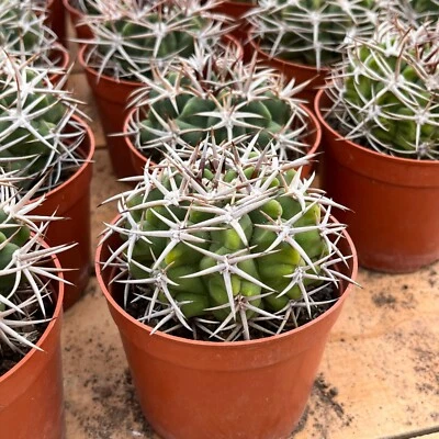 3.5'' Gymnocalycium Ferox, Live Cactus Plants,Rare Plants - Image 1 of 4