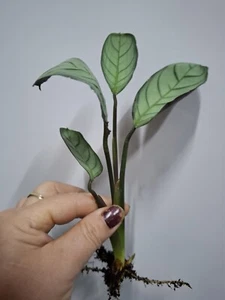 Calathea. Indoor Houseplant. Prayers Plant for Home or Office. Bare Rotted. - Picture 1 of 1