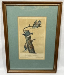 1870 JJ Audubon Plato Nuthatch Pecho Blanco 247 Aves de América 3ª Edición Octavo - Imagen 1 de 19