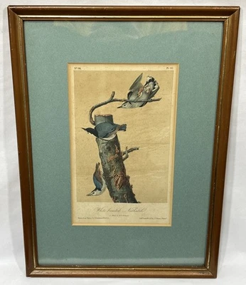 1870 JJ Audubon White Breasted Nuthatch Plate 247 Birds Of America 3rd Ed Octavo - Image 1 of 4