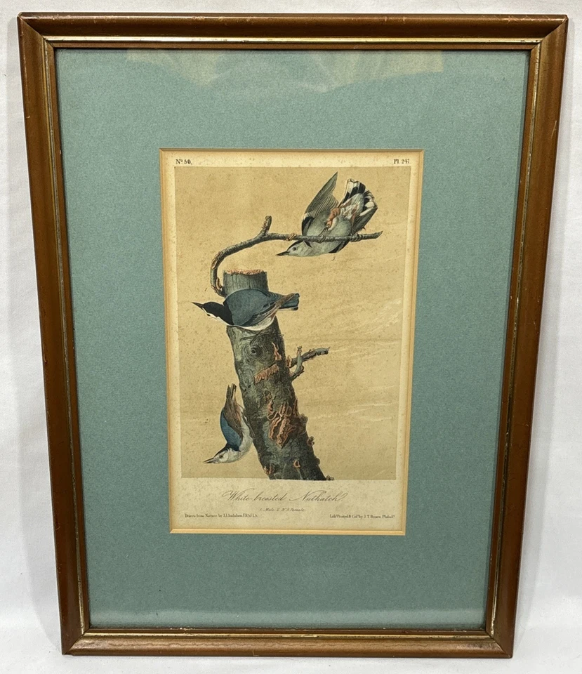 1870 JJ Audubon White Breasted Nuthatch Plate 247 Birds Of America 3rd Ed Octavo - Image 1 of 4