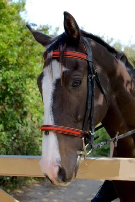 Equipride gepolsterter Komforttrense mit Diamant Stirnband Größe Full-Shetty orange