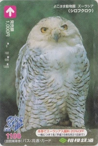 RARE carte JAPON - ANIMAL OISEAU HIBOU CHOUETTE  HARFANG - OWL BIRD JAPAN card - Imagen 1 de 1