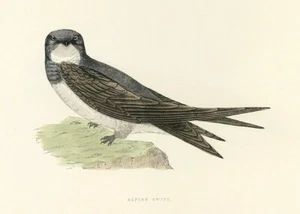 Alpine Swift British Birds Original bird print by F O Morris hand coloured 1891 - Picture 1 of 2