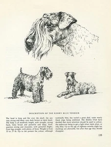 KERRY BLUE TERRIER VINTAGE 1963 PRINT SKETCH PAGE ARTIST BRIDGET OLERENSHAW - Picture 1 of 1