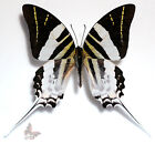 Graphium androcles, UNMOUNTED butterfly