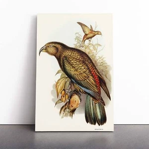 Kea fiori di pappagallo vintage uccellino Elizabeth Gould tela stampa arte da parete immagine - Foto 1 di 7