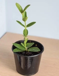 Hoya Plant In 40mm Pot: Free Postage - Picture 1 of 5