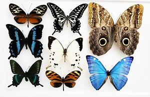 x8 Butterfly Selection Morpho's and owls included