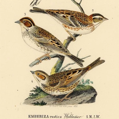 Ammer Emberiza Enzyklopädische Bildtafel englisch Original koloriert Kupferstich - Bild 1 von 3