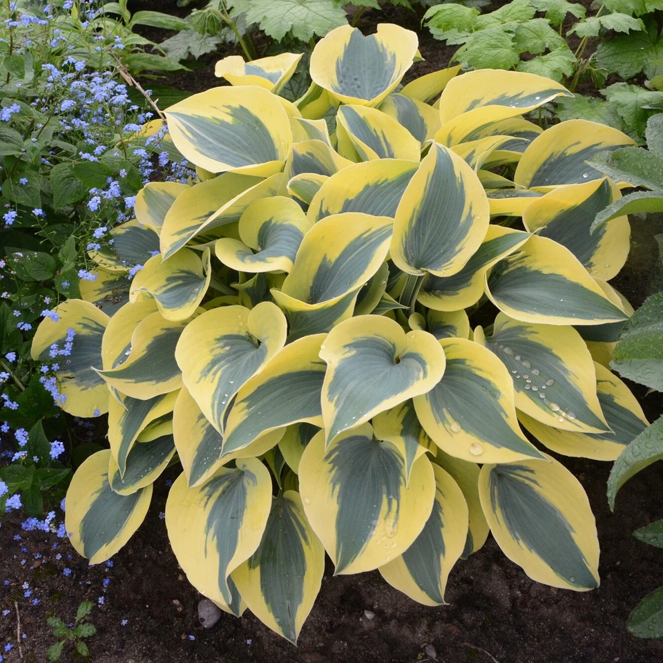 hosta autumn frost starter perennial. easy to grow. Shipped Trimmed and Dormant - Image 1 of 1
