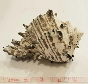 Caracola de playa artesanal náutica acuario concha marina Murex a rayas negras 5" - 5,5" - Imagen 1 de 6