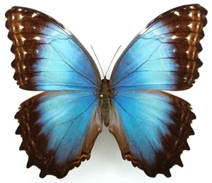 MORPHO GRANADENSIS POLYBAPTUS FEMALE FROM GUAPILES, COSTA RICA - Bild 1 von 2
