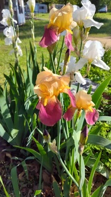 5x MIXED VARIETIES/COLORS BEARDED IRIS BULBS RHIZOMES - Image 1 of 4