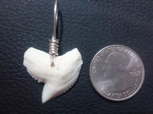Extra Large Tiger Shark Tooth Pendant With Sterling Silver Hand Wrapped Bail - Picture 1 of 2