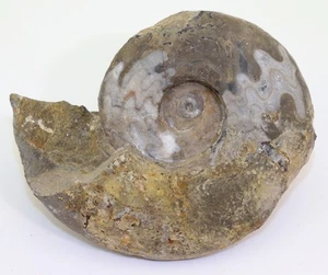 Ammonit, Flemingites radiatus, Trias, Smithian, Tsoteng, Guangxi,China-L600 - Picture 1 of 6